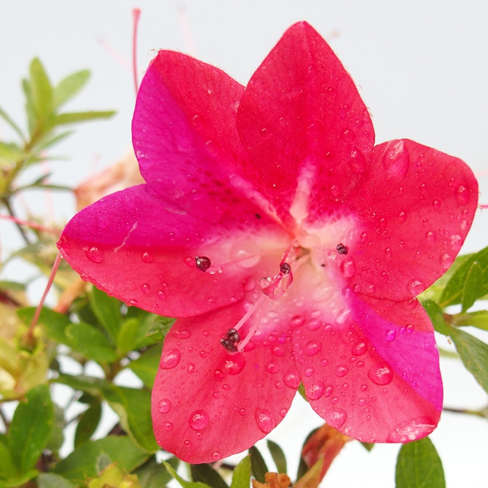 Outdoor bonsai - Japanese azalea - Azalea Rin