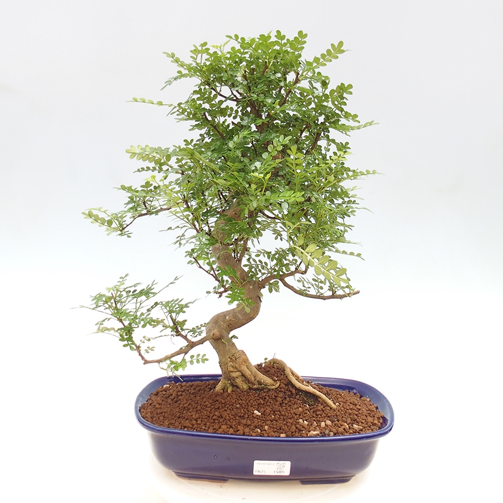 Indoor bonsai - Zantoxylum piperitum - Peppermint