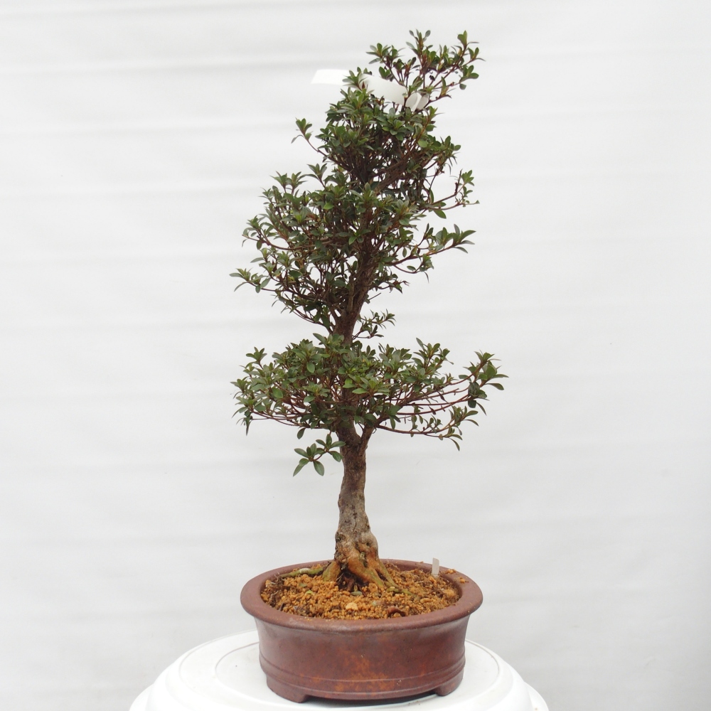 Outdoor bonsai - Japanese Azalea - Azalea Hanatsuzuri