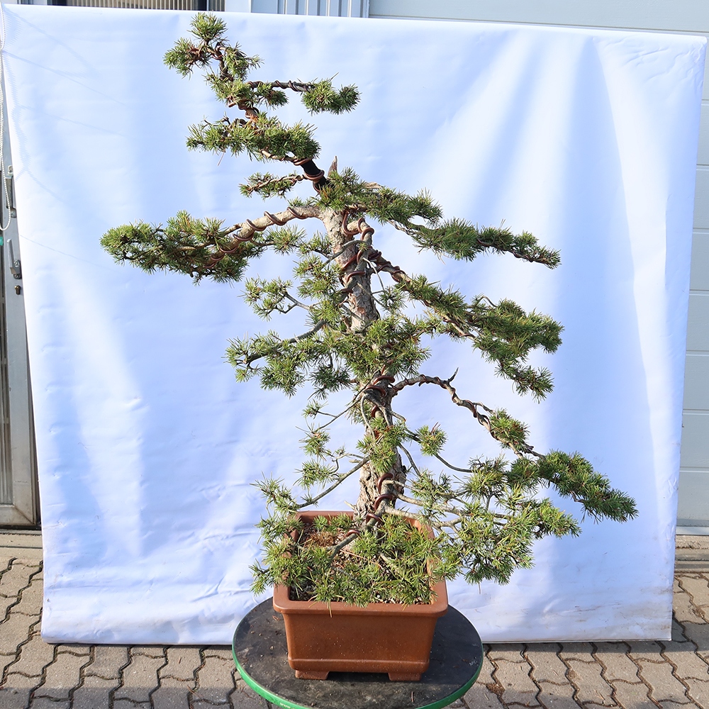 Pinus sylvestris Spain - Scots pine