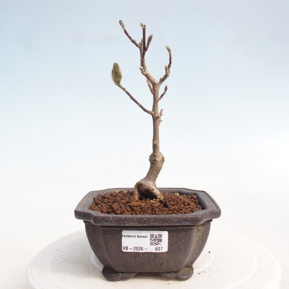 Outdoor bonsai - Magnolia stellata