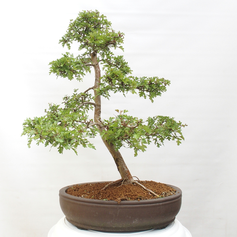 Outdoor bonsai - Hawthorn - Crataegus monogyna