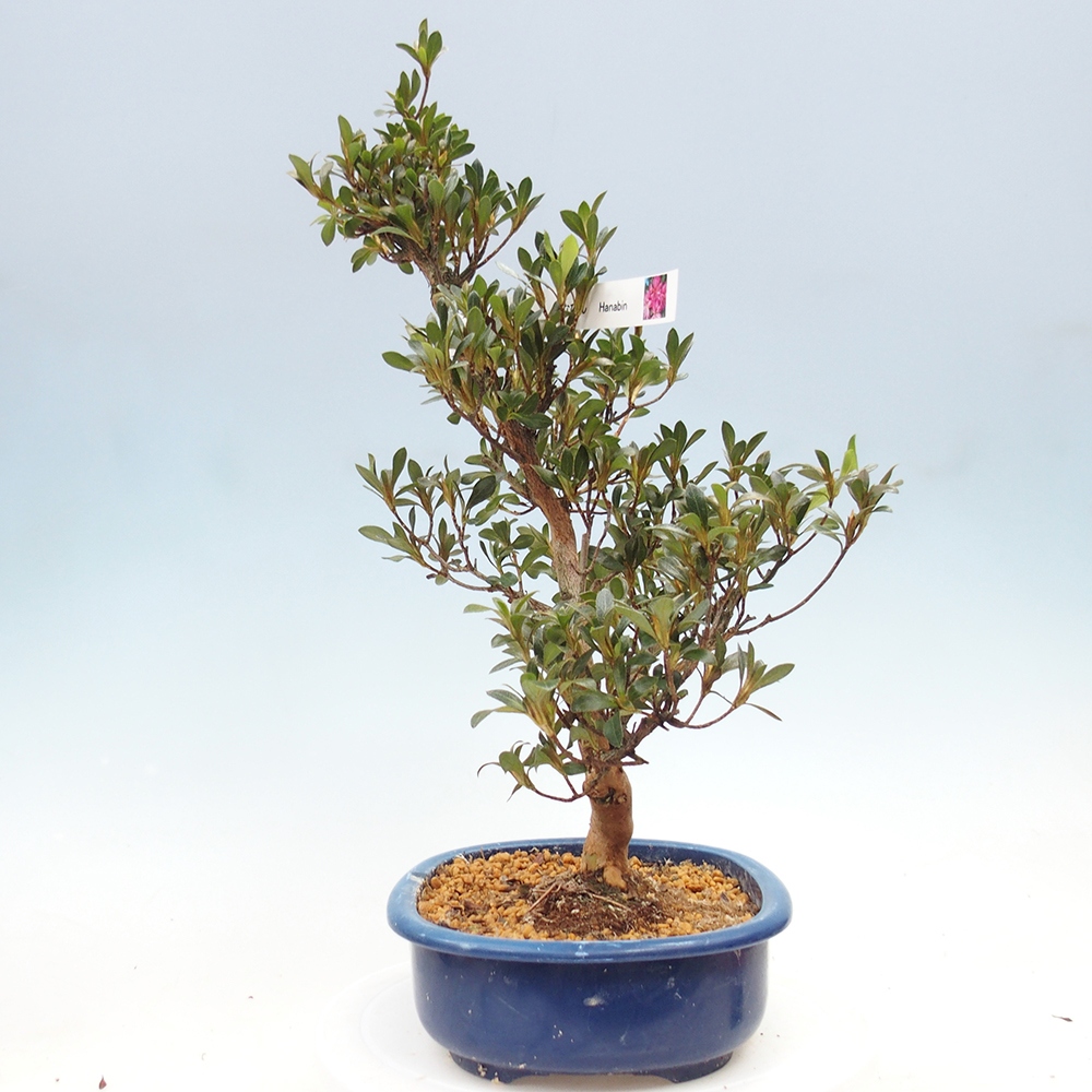 Outdoor bonsai - Japanese Azalea - Azalea HANABIN