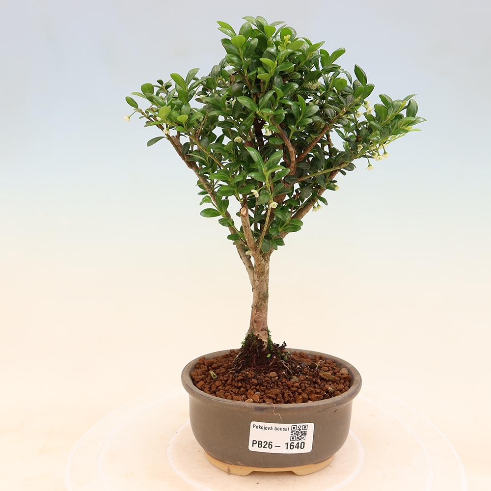 Room bonsai - Ilex crenata - Holly