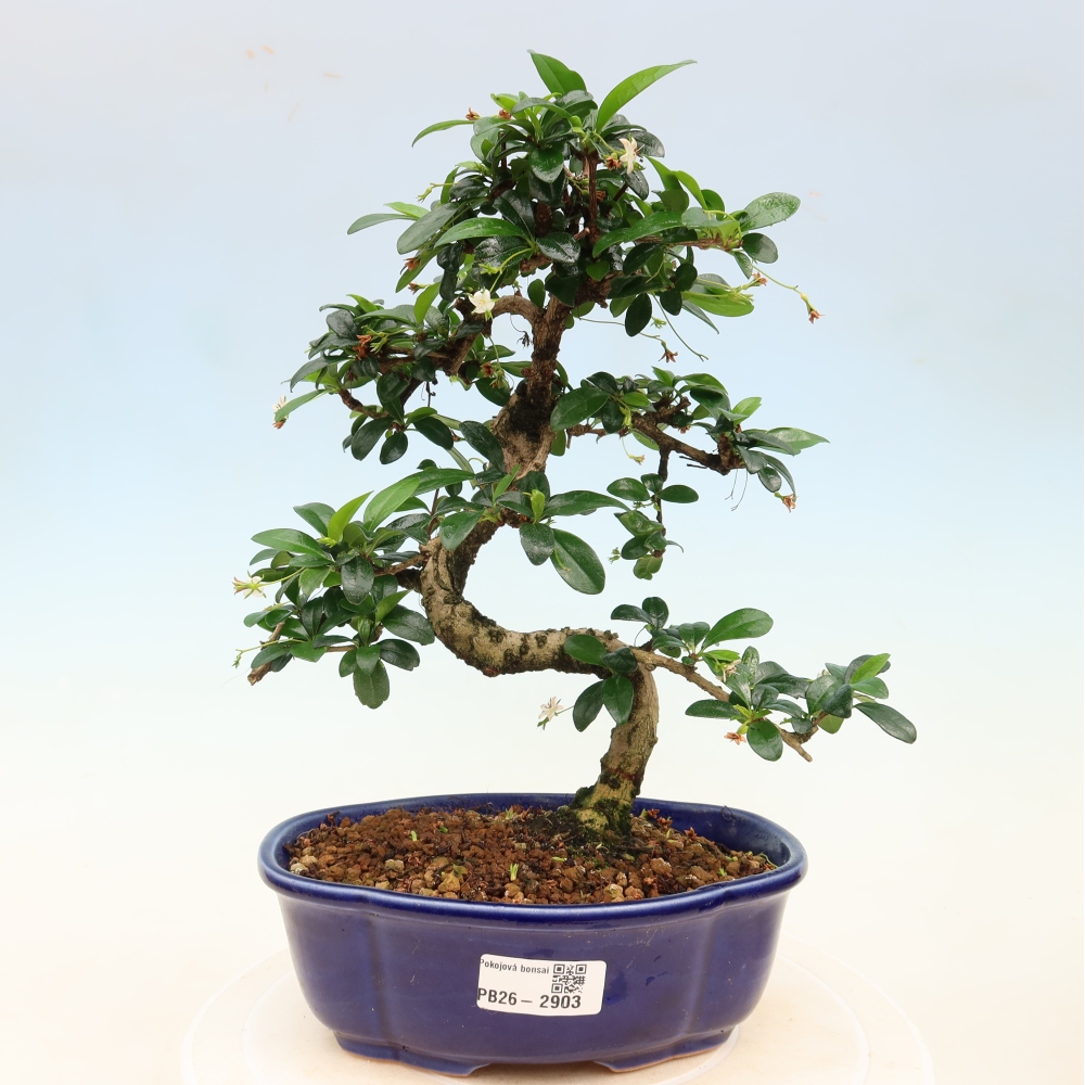 Room bonsai - Carmona macrophylla - Tea fuki