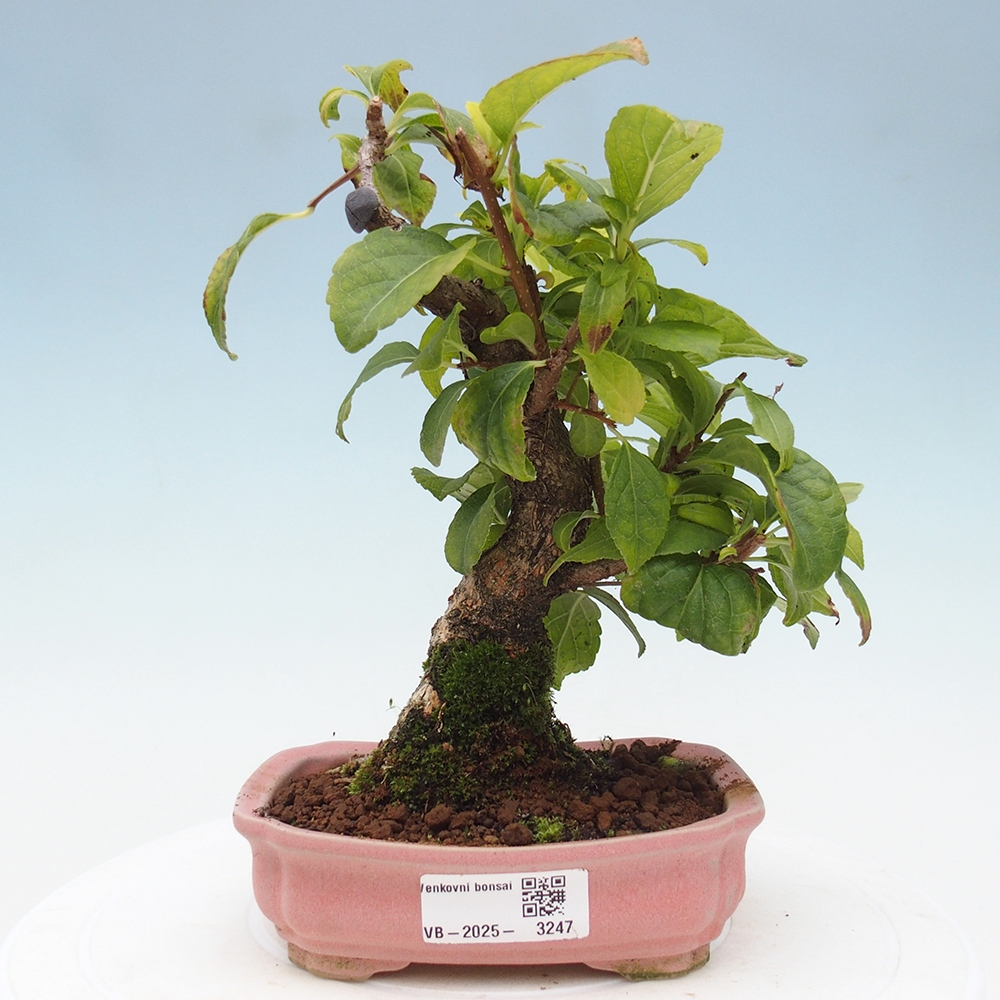 Outdoor bonsai - Celastrus Jesenec