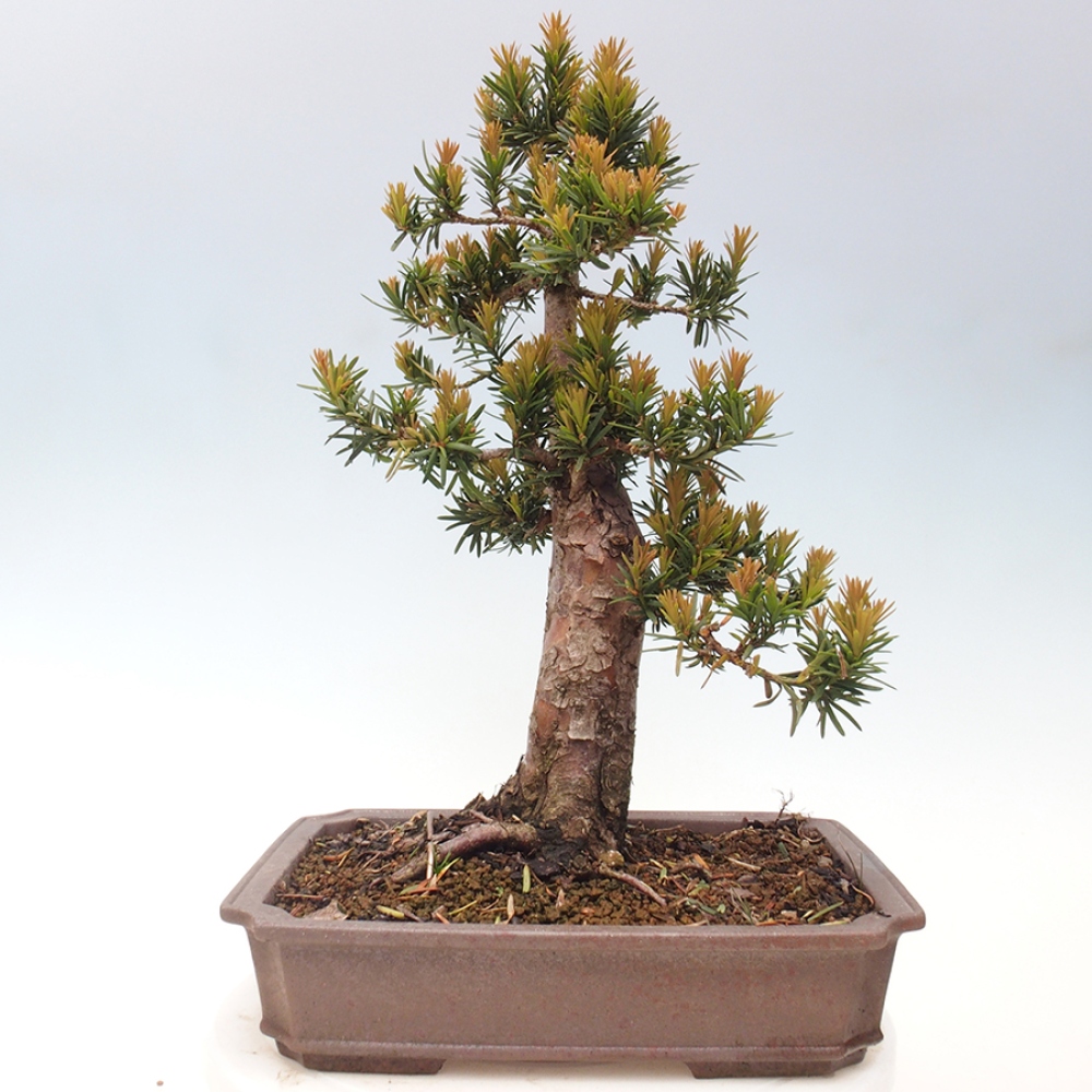Outdoor bonsai - Taxus cuspidata - Japanese yew
