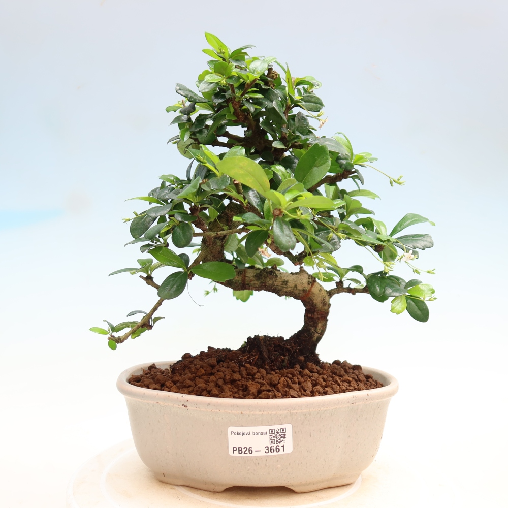 Room bonsai - Carmona macrophylla - Tea fuki