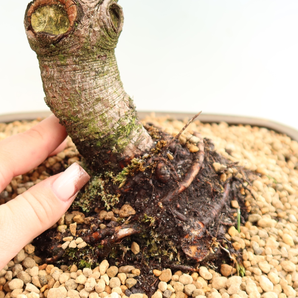 Outdoor Bonsai - Pinus mugo Humpy  - Mountain Pine