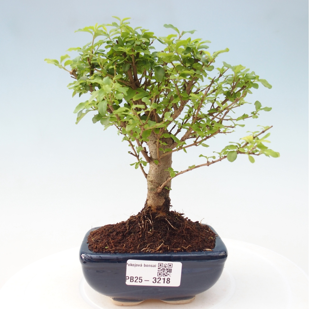 Room bonsai -Ligustrum chinensis - Bird's Beak