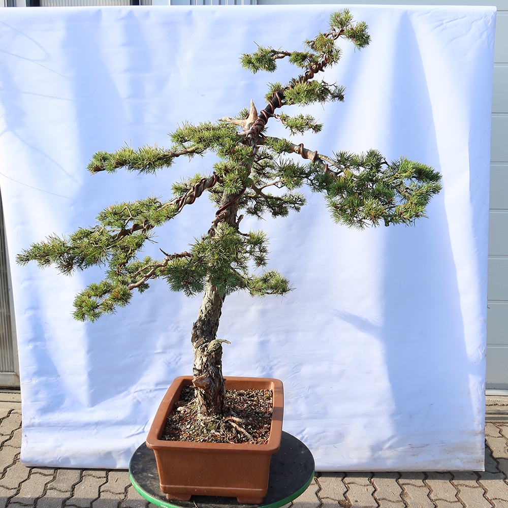 Pinus sylvestris Spain - Scots pine