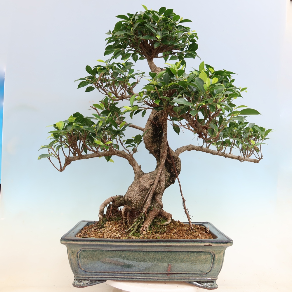 Room bonsai - Ficus kimmen - small-leaved ficus