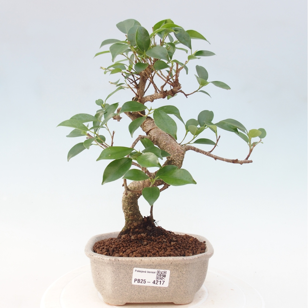 Room bonsai - Ficus retusa - small-leaved ficus