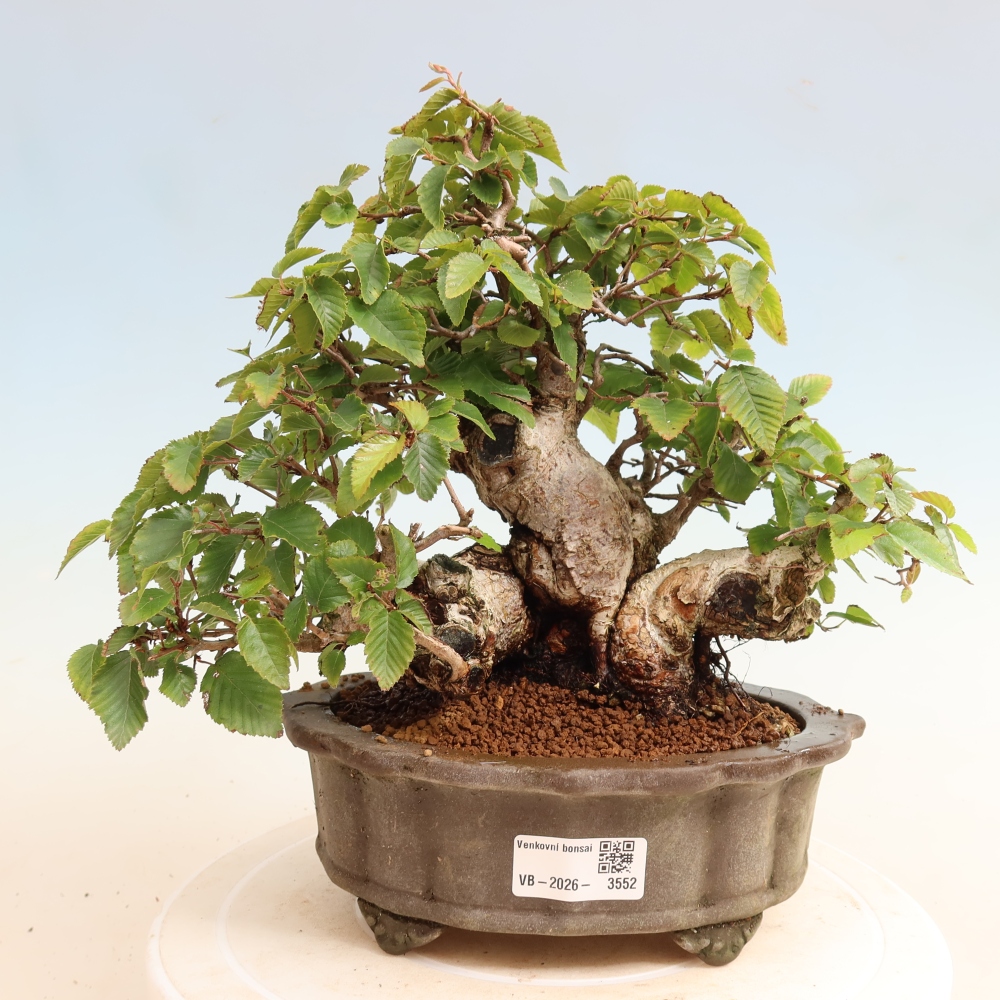 Outdoor bonsai -Carpinus CARPINOIDES - Korean Hornbeam