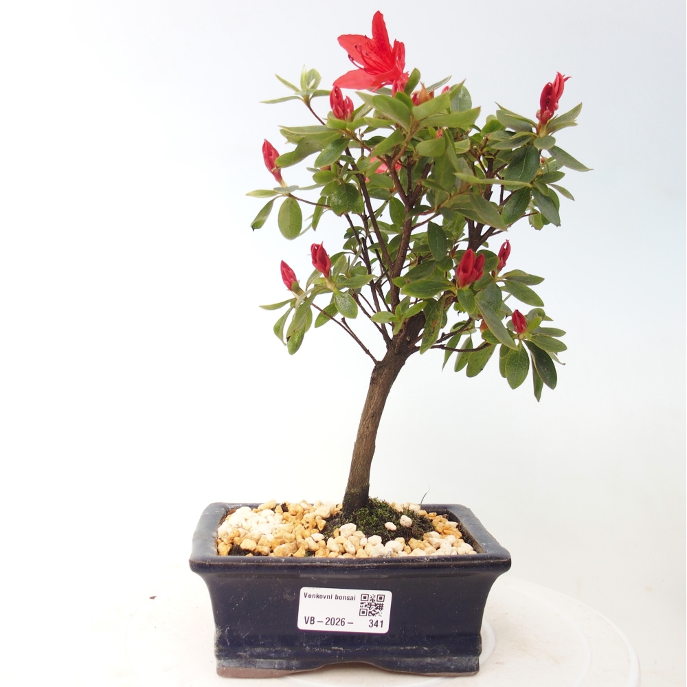 Outdoor bonsai - Japanese azalea - Azalea sp.