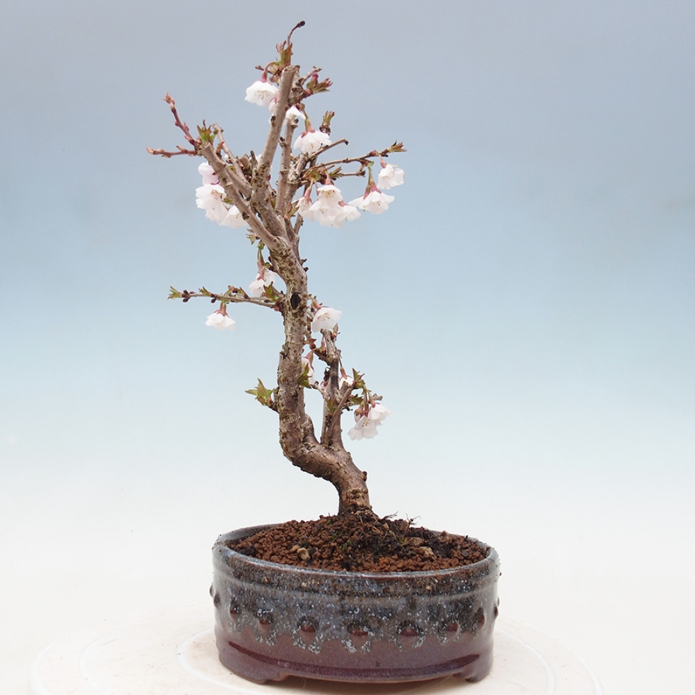 Outdoor bonsai - Prunus incisa Kojou-no mai-Plum cut