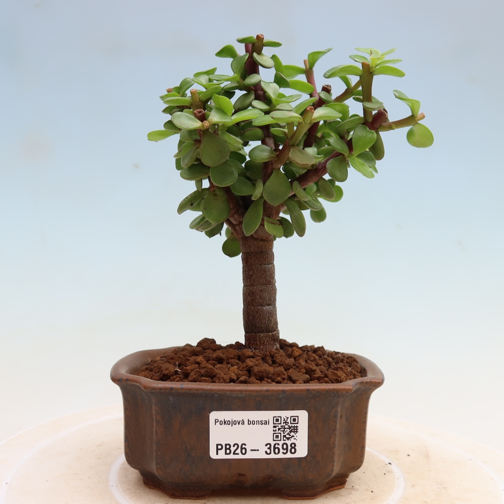 Room bonsai - Portulakaria Afra - Tlustice