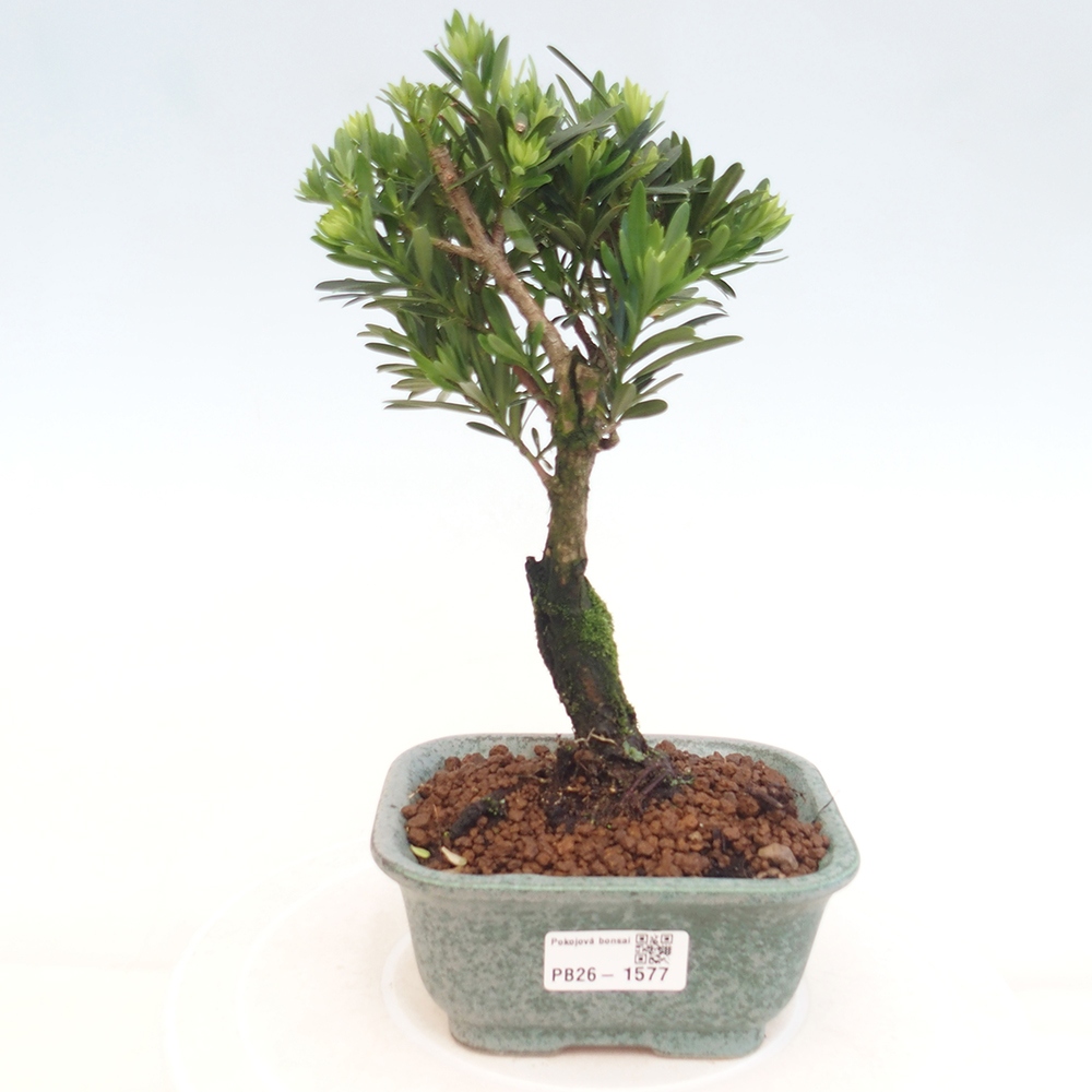 Room bonsai - Podocarpus - Stone Yew