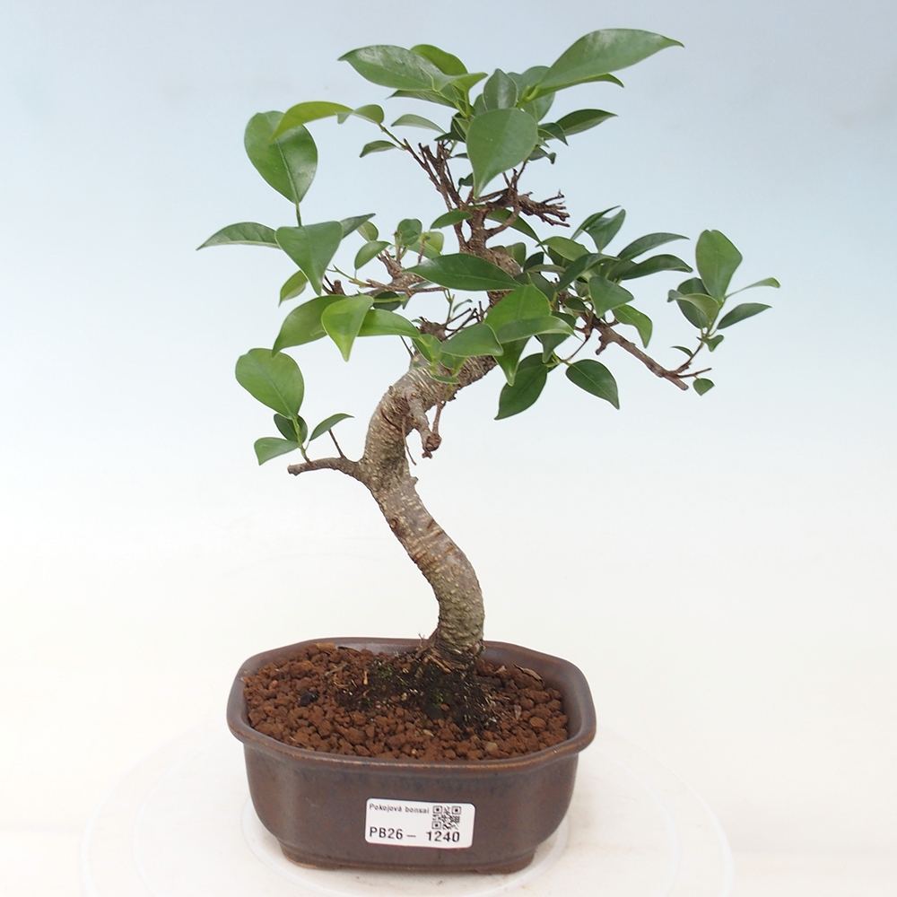 Room bonsai - Ficus retusa - small-leaved ficus
