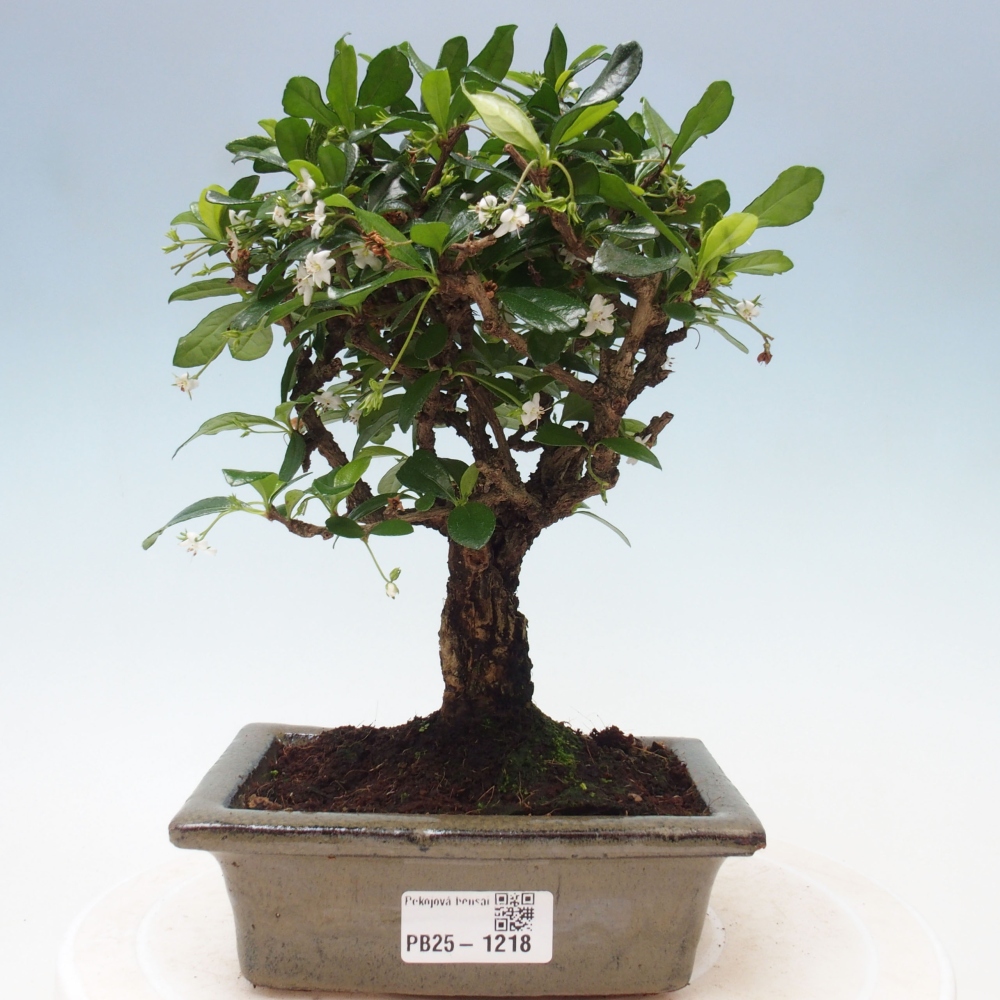 Indoor bonsai - Carmona macrophylla - Fuki tea