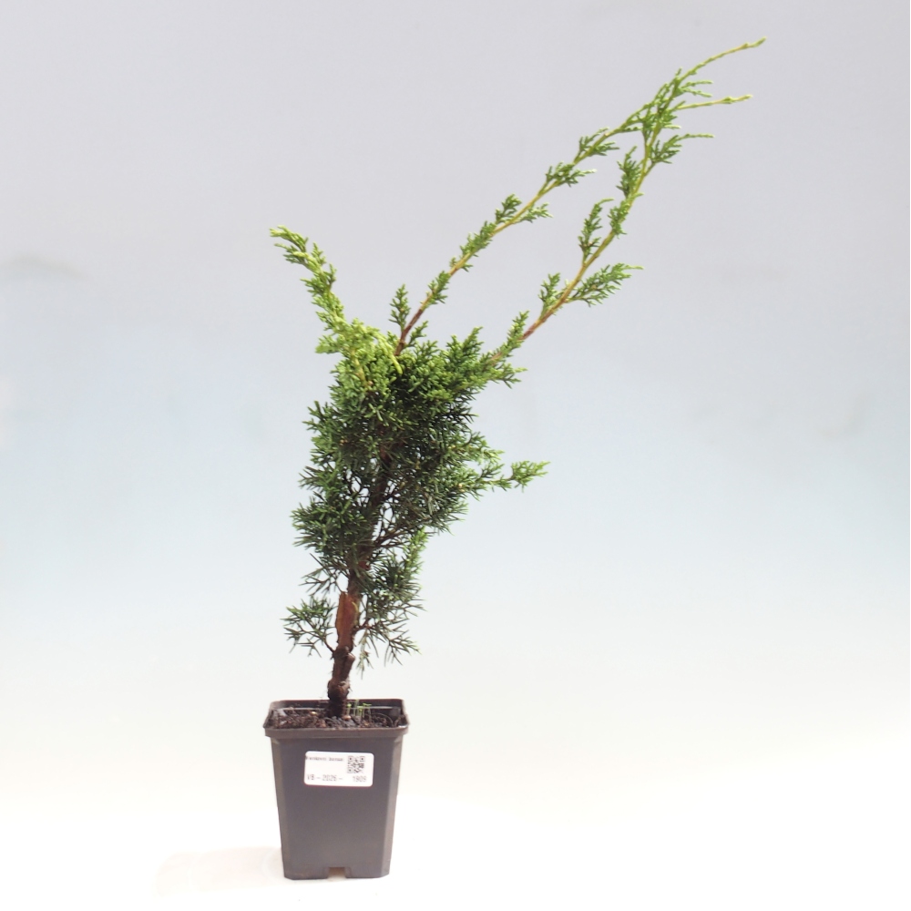 Outdoor bonsai - Juniperus chinensis Kishu