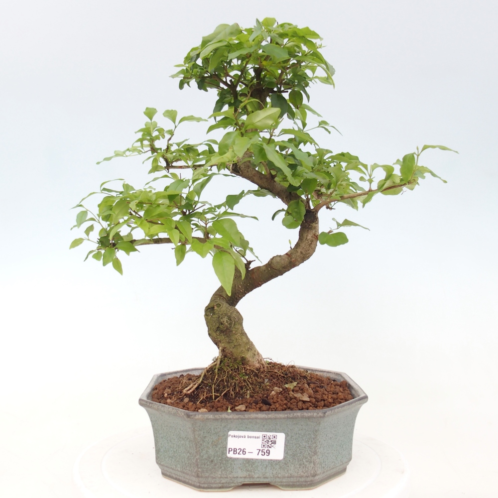 Indoor bonsai -Ligustrum chinensis - Bird's beak