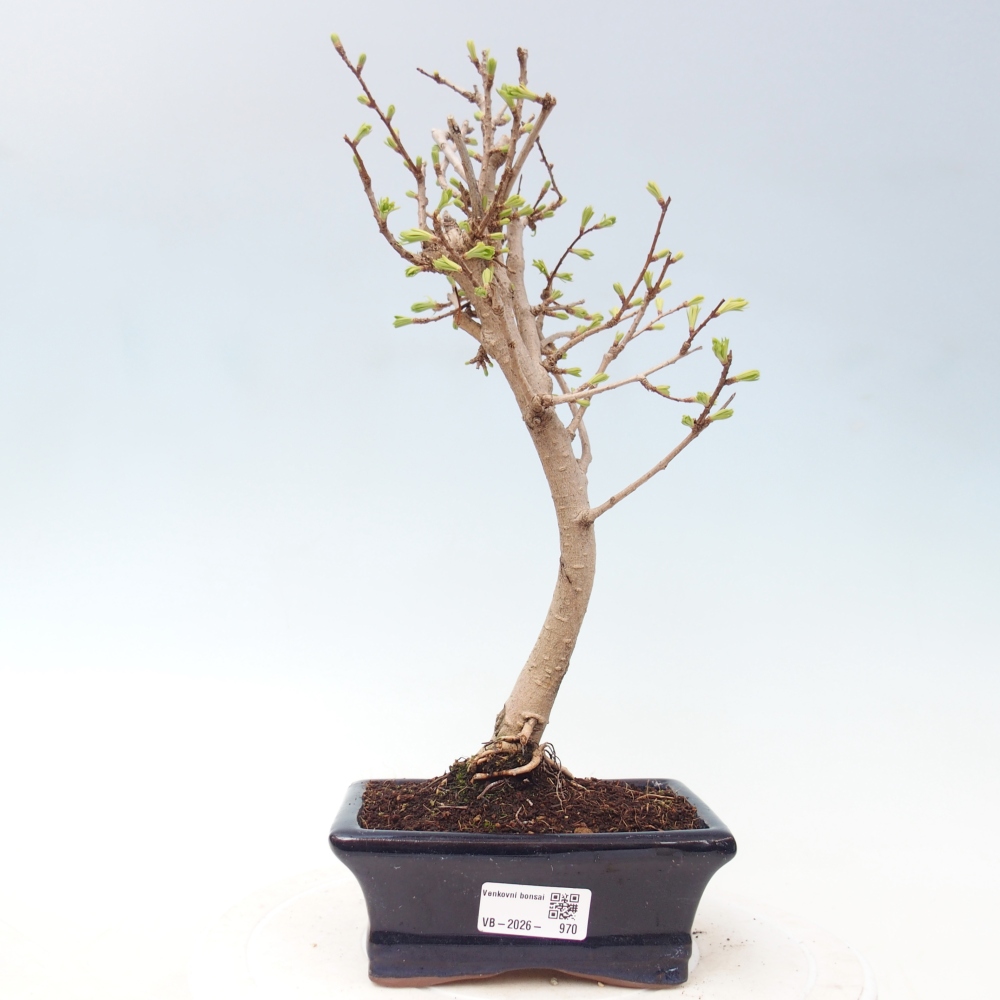 Outdoor bonsai -Pseudolarix amabis-Pseudolarix amabis