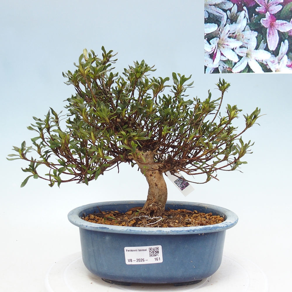 Outdoor bonsai - Japanese Azalea - Azalea Ryusen