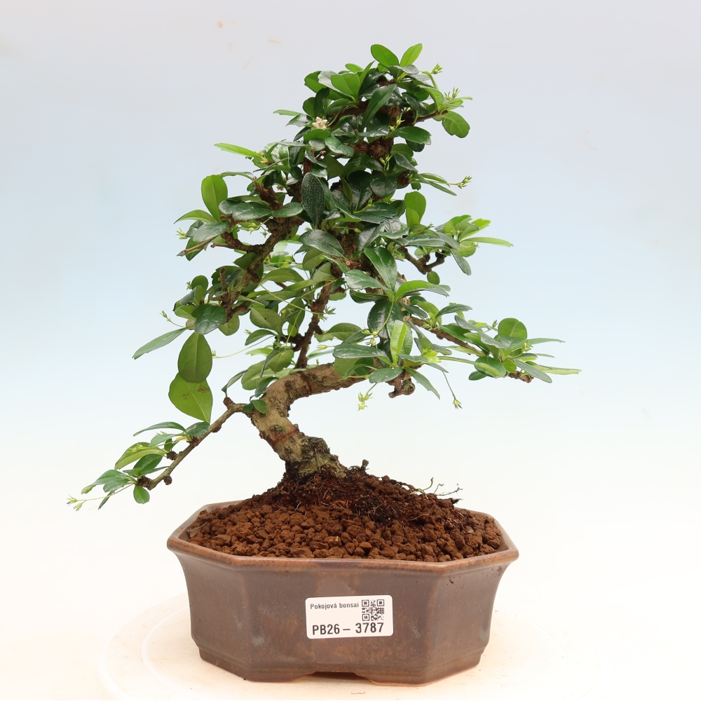 Room bonsai - Carmona macrophylla - Tea fuki