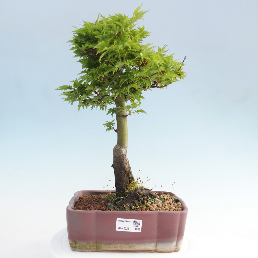 Outdoor bonsai -Javor palm Acer palmatum Shishigashira