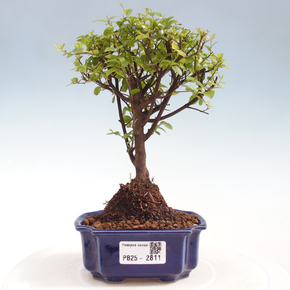 Indoor bonsai - Sagerécie thea - Sagerécie thea