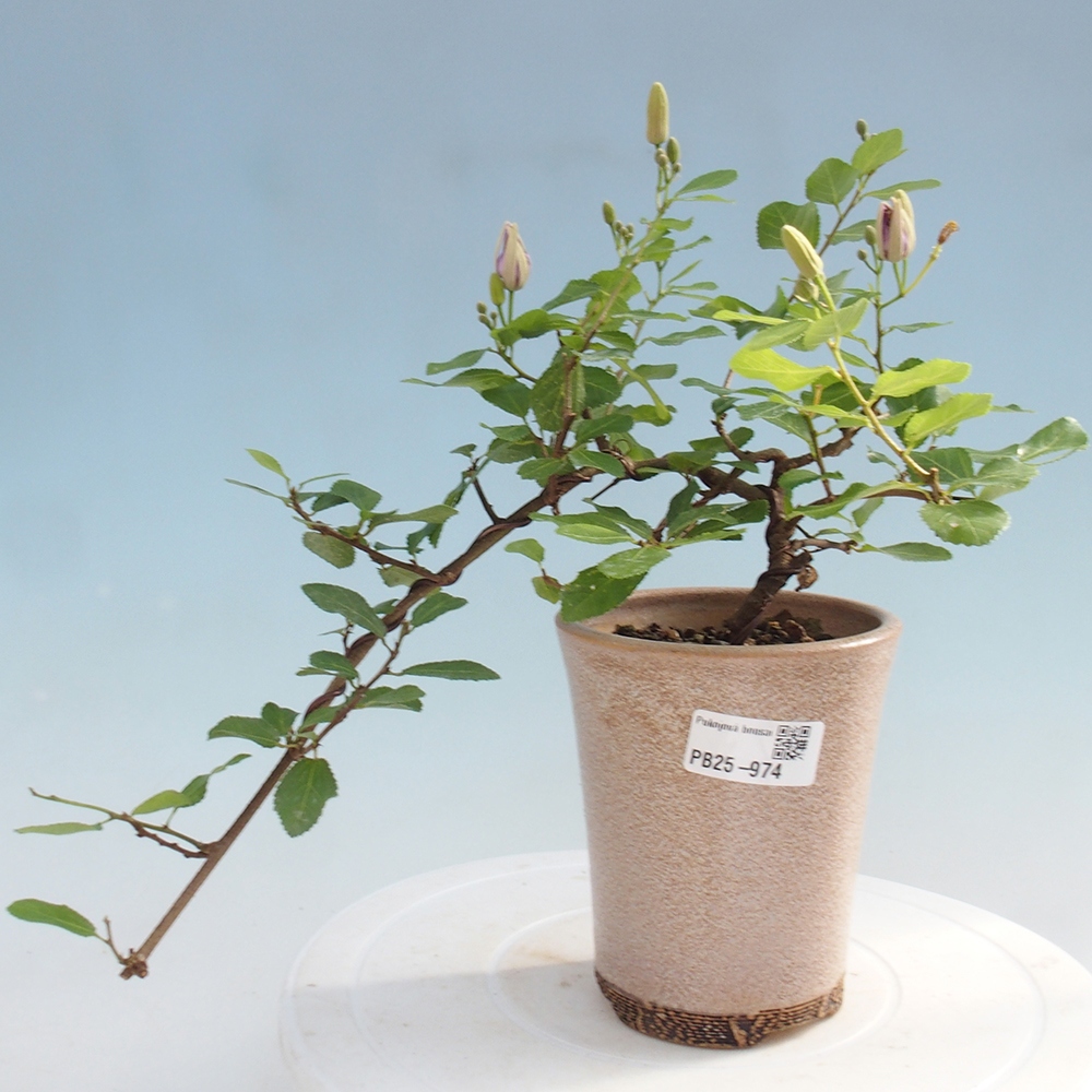 Indoor bonsai - Grewia occidentalis - Lavender star