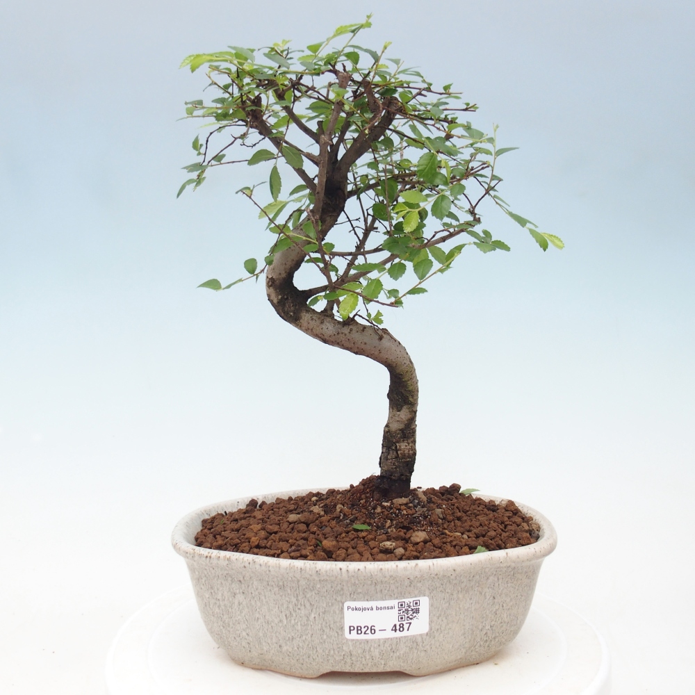 Room bonsai - Ulmus parvifolia - Small-leaved elm
