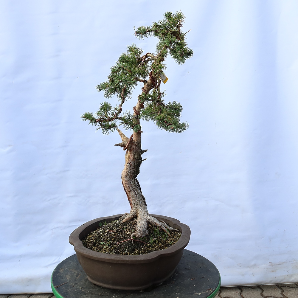 Pinus sylvestris Spain - Scots pine