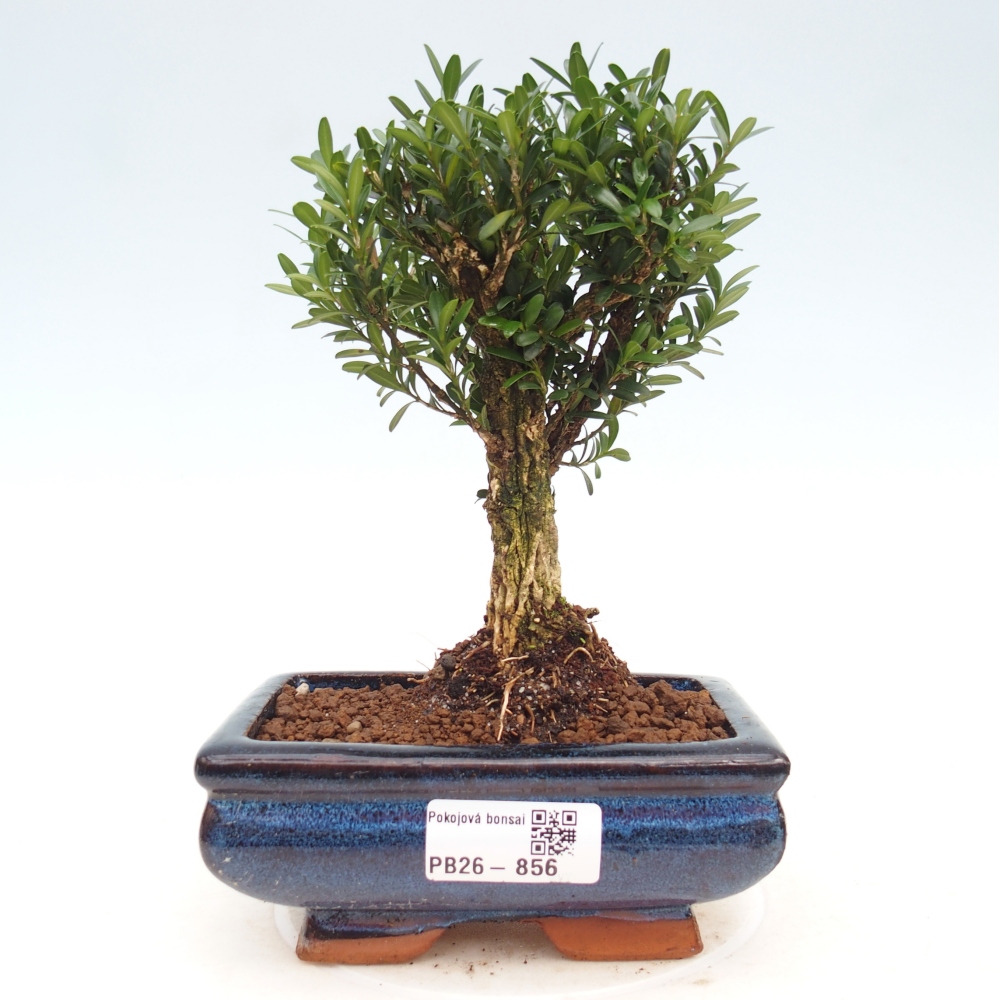 Room bonsai - Buxus harlandii - cork buxus