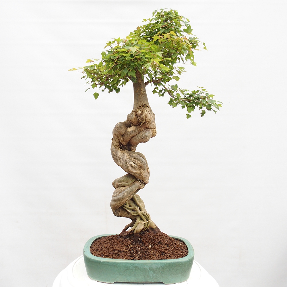Outdoor bonsai - Maple Buergerianum - Burger Maple