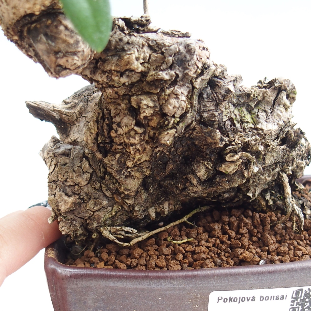 Indoor bonsai - Olea europaea sylvestris - European small-leaved olive oil