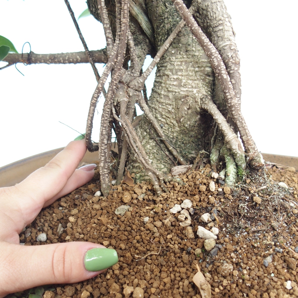 Room bonsai - Ficus kimmen - small-leaved ficus - PERSONAL COLLECTION ONLY or pallet transport