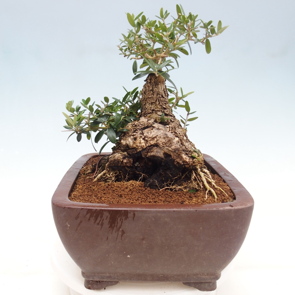 Indoor bonsai - Olea europaea sylvestris - European small-leaved olive oil