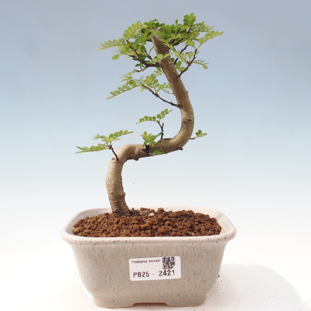 Indoor bonsai - Zantoxylum piperitum - Peppermint