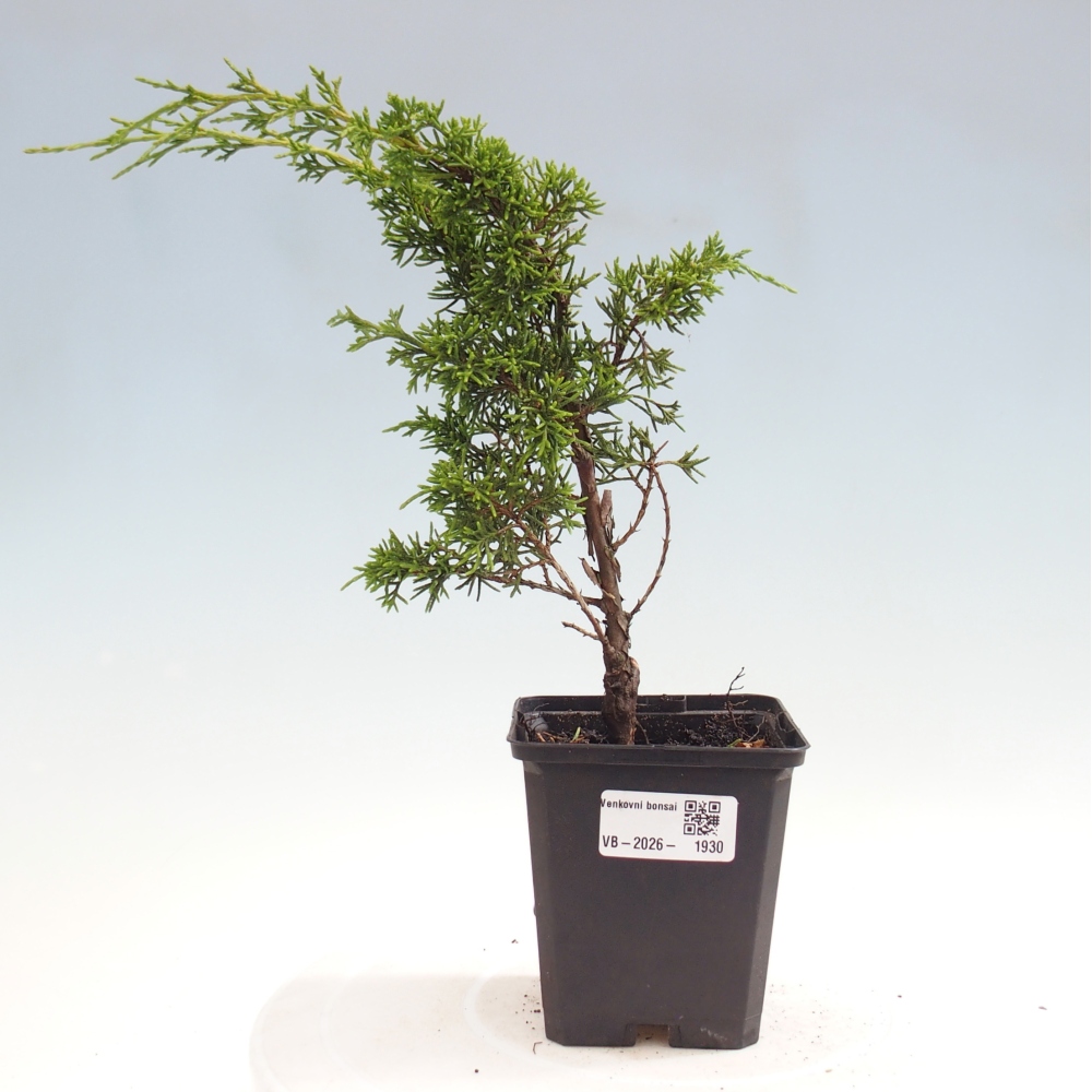 Outdoor bonsai - Juniperus chinensis Itoigawa