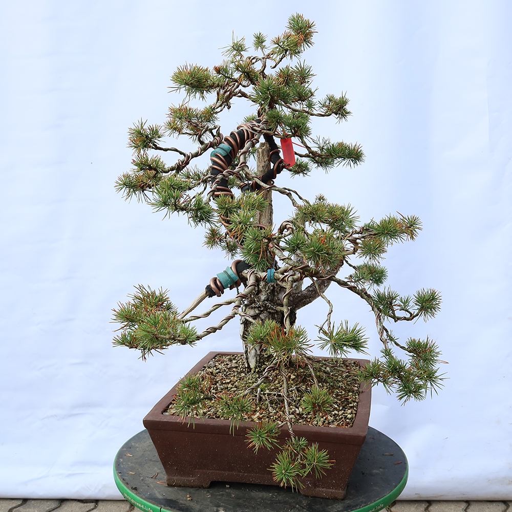 Pinus sylvestris Spain - Scots pine