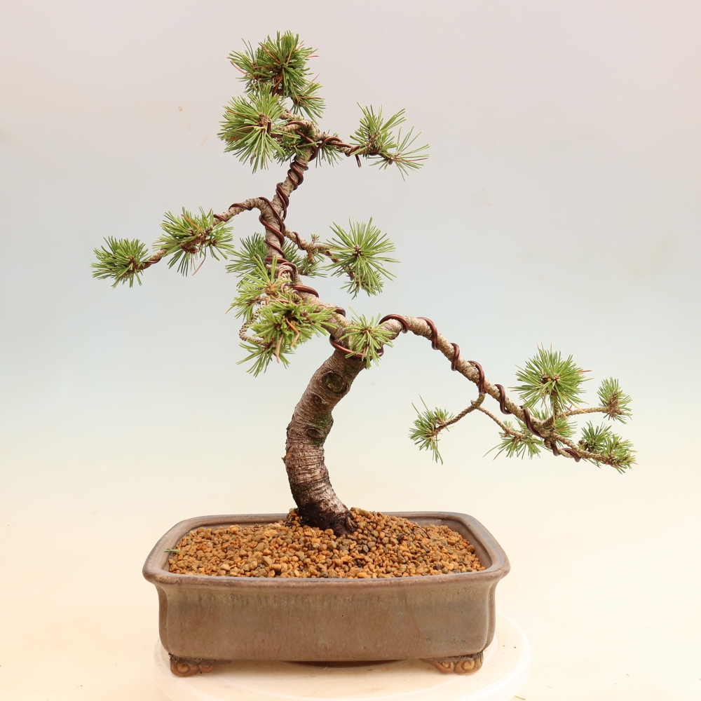 Outdoor Bonsai - Pinus mugo Humpy  - Mountain Pine