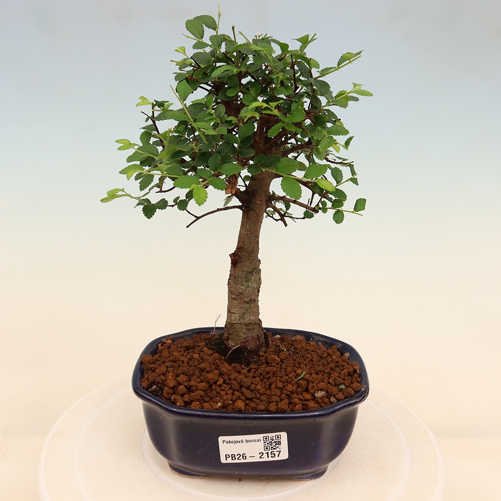 Room bonsai - Ulmus parvifolia - Small-leaved elm