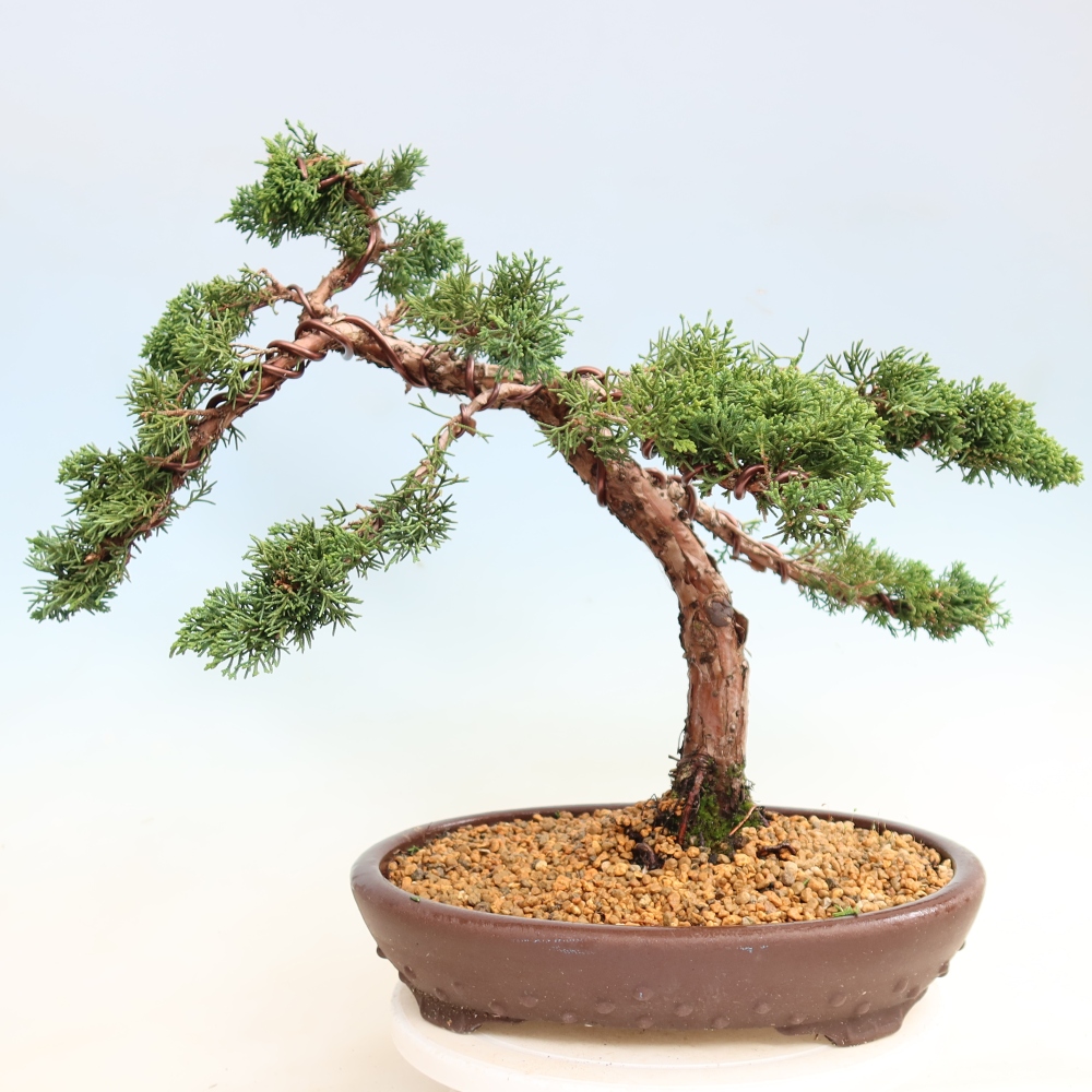 Outdoor bonsai - Juniperus chinensis Kishu