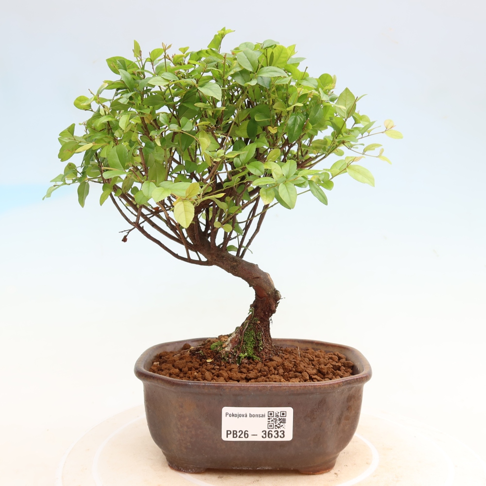 Room bonsai - Sageretia thea - Sageretia thea
