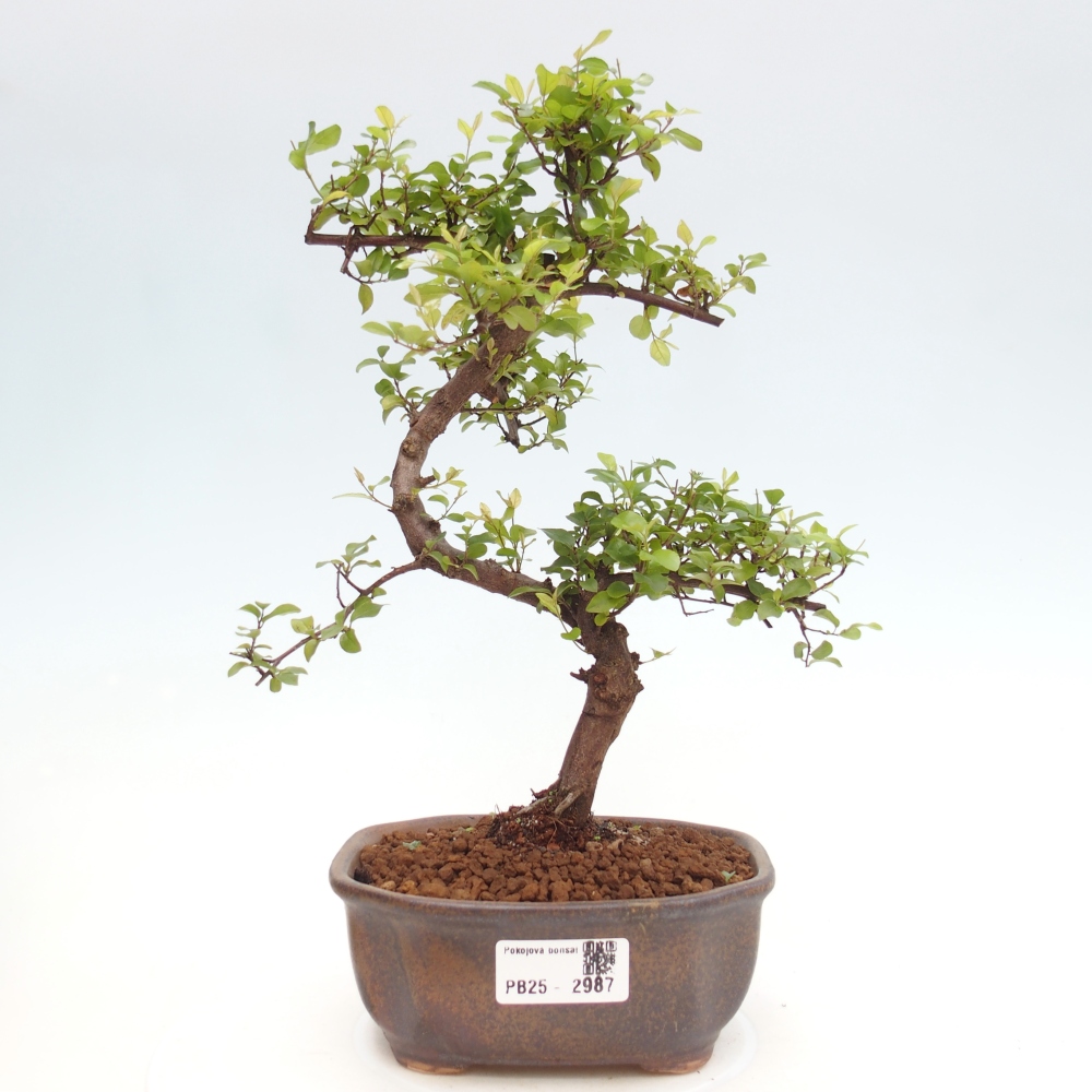 Indoor bonsai - Sagerécie thea - Sagerécie thea