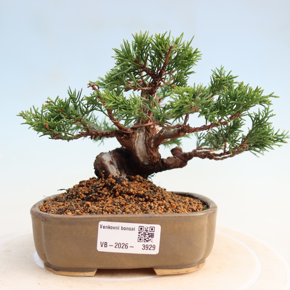 Outdoor bonsai - Juniperus chinensis Itoigawa - Chinese juniper