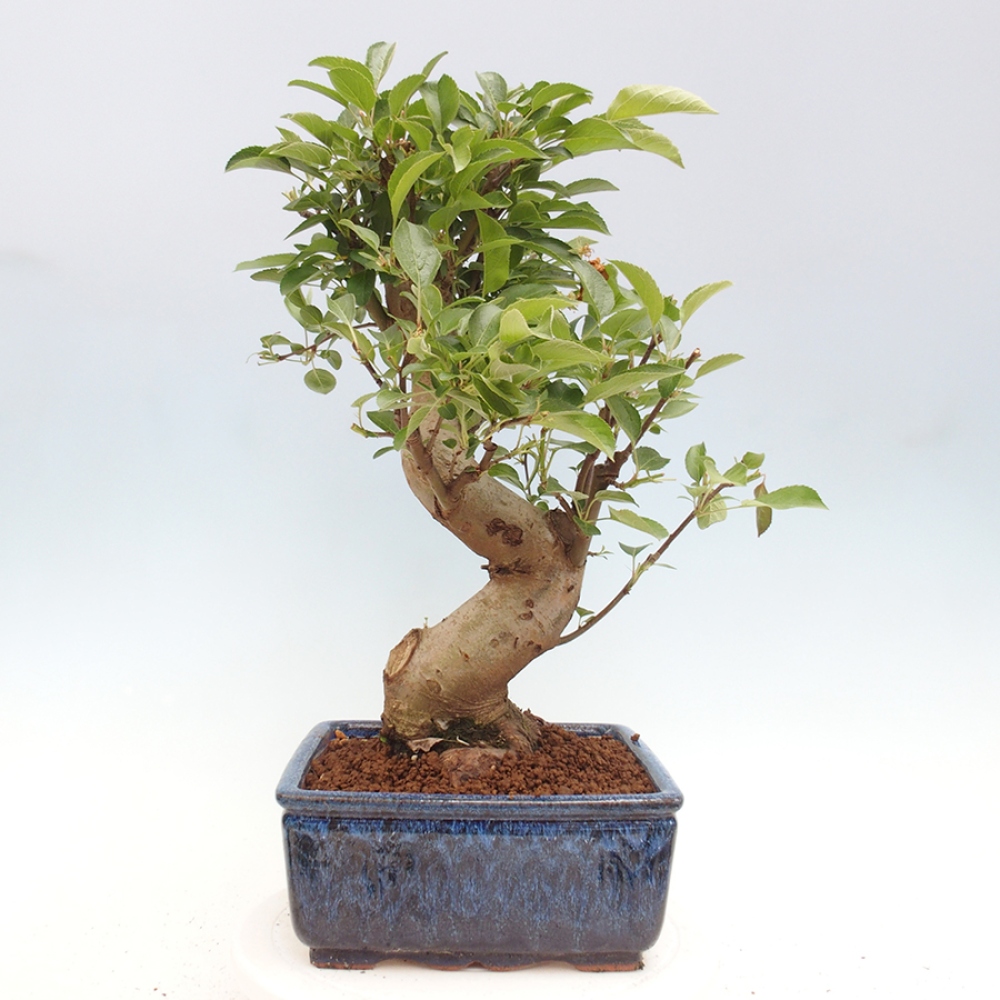 Outdoor bonsai - Malus halliana - Small-fruited apple tree