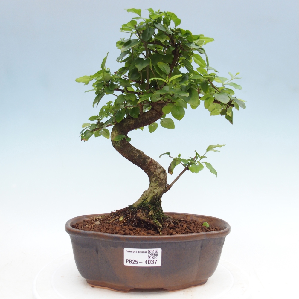 Room bonsai -Ligustrum chinensis - Birds Beak